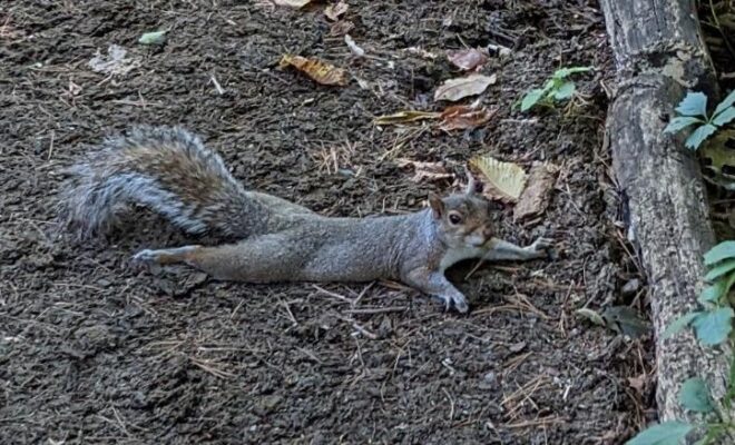 A New York, des écureuils agressifs terrorisent les habitants d'un